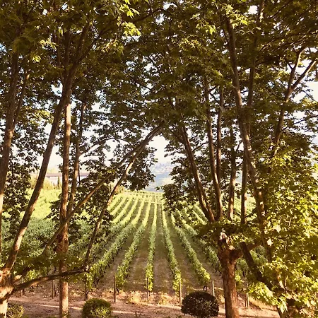 Pacheca The Wine House E - Quinta Da Pacheca