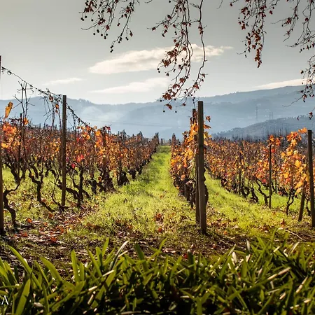 Pacheca The Wine House E - Quinta Da Pacheca Ламегу