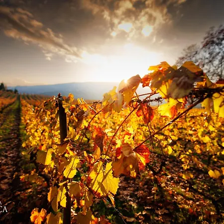 Pacheca The Wine House E - Quinta Da Pacheca 호텔 5*