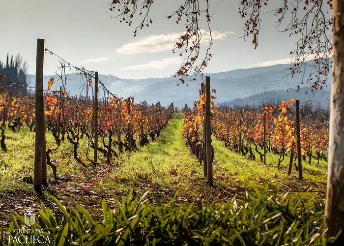 Pacheca The Wine House E - Quinta Da Pacheca 라메구