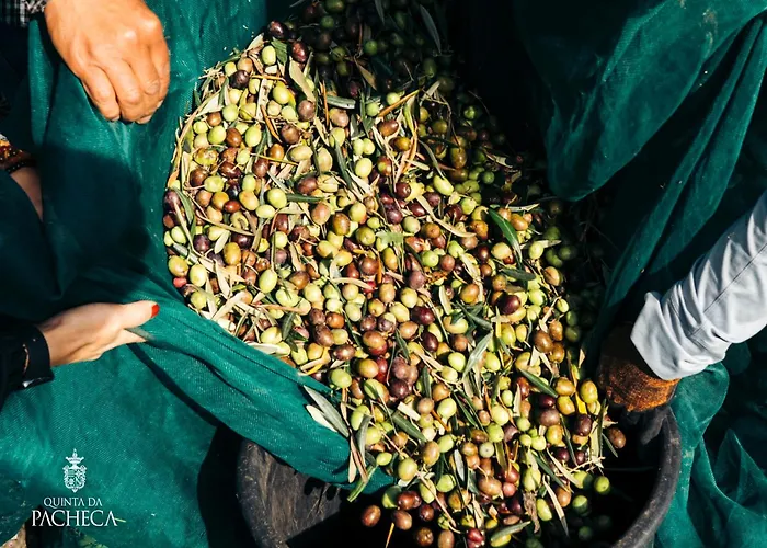 酒店 Pacheca The Wine House E - Quinta Da Pacheca